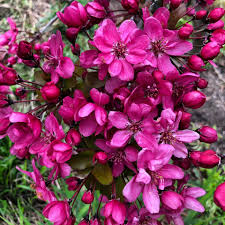 Attēlu rezultāti vaicājumam “Malus purpurea flower”