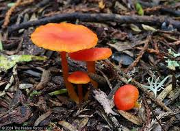 Attēlu rezultāti vaicājumam “Hygrocybe sp.”