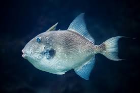 Image result for Balistes capriscus