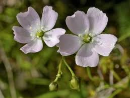 Attēlu rezultāti vaicājumam “Droseraceae”