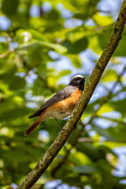 Attēlu rezultāti vaicājumam “Phoenicurus phoenicurus”