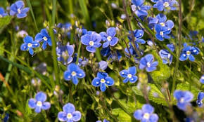 Image result for Veronica chamaedrys