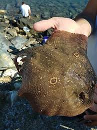 Image result for Raja radula