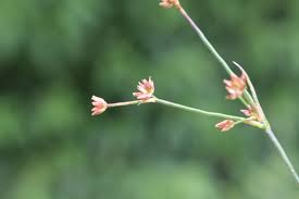 Attēlu rezultāti vaicājumam “Juncus bulbosus flower”