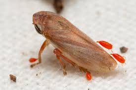 Attēlu rezultāti vaicājumam “Neophilaenus lineatus”