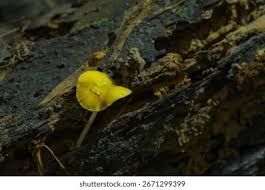 Attēlu rezultāti vaicājumam “Bolbitius vitellinus”