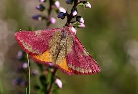 Attēlu rezultāti vaicājumam “Lythria cruentaria”