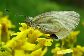 Attēlu rezultāti vaicājumam “Pieris napi female”