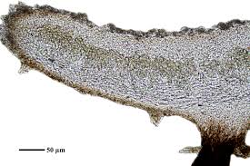 Attēlu rezultāti vaicājumam “Physconia detersa”