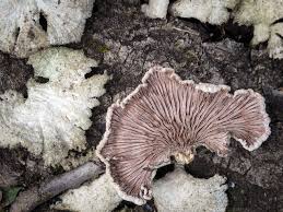 Attēlu rezultāti vaicājumam “Schizophyllum commune”