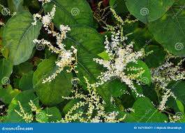 Attēlu rezultāti vaicājumam “Reynoutria sachalinensis”