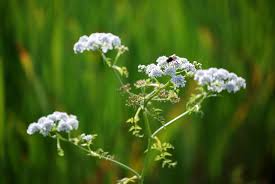 Attēlu rezultāti vaicājumam “Oenanthe aquatica flower”