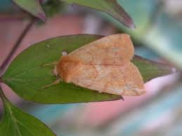 Attēlu rezultāti vaicājumam “Enargia paleacea”