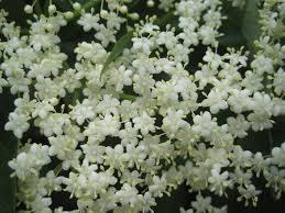 Attēlu rezultāti vaicājumam “Sambucus nigra flower”