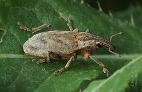 Attēlu rezultāti vaicājumam “Cleonis pigra”