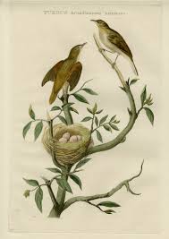 Attēlu rezultāti vaicājumam “Hippolais icterina”