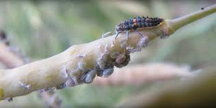 Attēlu rezultāti vaicājumam “Thysanoptera”