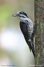 Attēlu rezultāti vaicājumam “Picoides tridactylus”