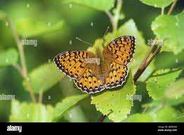 Attēlu rezultāti vaicājumam “Argynnis adippe”