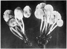 Attēlu rezultāti vaicājumam “Pistillaria sp.”