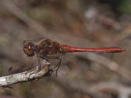 Attēlu rezultāti vaicājumam “Sympetrum vulgatum male”