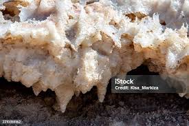 Attēlu rezultāti vaicājumam “Antrodia sinuosa”