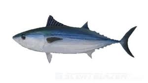 Image result for Euthynnus affinis