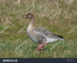 Attēlu rezultāti vaicājumam “Anser brachyrhynchus”