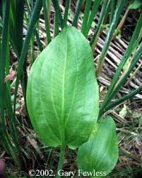 Attēlu rezultāti vaicājumam “Alisma plantago-aquatica leaf”