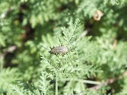 Image result for Artemisia gmelinii