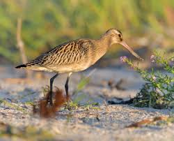 Attēlu rezultāti vaicājumam “Limosa lapponica adult”