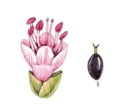 Attēlu rezultāti vaicājumam “Polygonum amphibium flower”