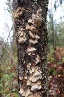 Attēlu rezultāti vaicājumam “Antrodia mellita”