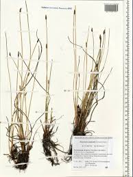 Attēlu rezultāti vaicājumam “Eleocharis uniglumis”