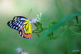 Attēlu rezultāti vaicājumam “macro”