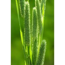 Attēlu rezultāti vaicājumam “Phleum pratense”