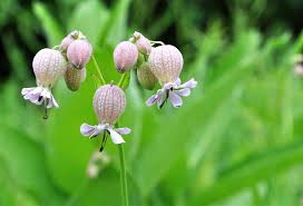 Image result for Silene vulgaris