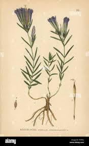 Attēlu rezultāti vaicājumam “Gentiana pneumonanthe”