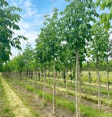 Attēlu rezultāti vaicājumam “Aesculus flava”