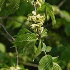 Attēlu rezultāti vaicājumam “Ulmus glabra flower”