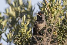 Image result for Sylvia rueppelli