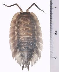 Attēlu rezultāti vaicājumam “Oniscus asellus”