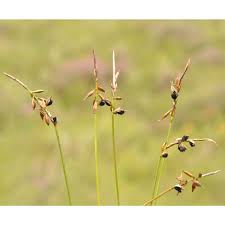 Attēlu rezultāti vaicājumam “Anthracoidea”