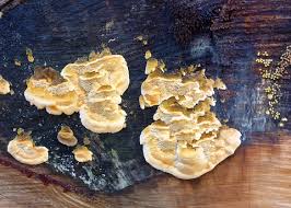 Attēlu rezultāti vaicājumam “Ceriporia”