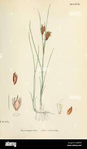 Attēlu rezultāti vaicājumam “Rhynchospora fusca”