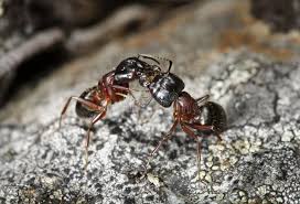 Attēlu rezultāti vaicājumam “Camponotus herculeanus”