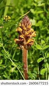 Attēlu rezultāti vaicājumam “Orobanche coerulescens bud”
