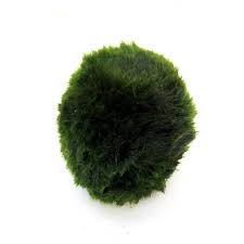 Imagini pentru Cladophora aegagropila