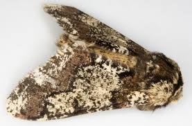 Attēlu rezultāti vaicājumam “Biston strataria”