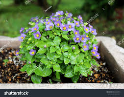 Image result for Exacum affine